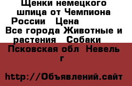 Щенки немецкого шпица от Чемпиона России › Цена ­ 50 000 - Все города Животные и растения » Собаки   . Псковская обл.,Невель г.